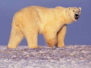 Image source: wikimedia